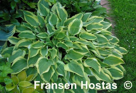 Hosta Pilgrim