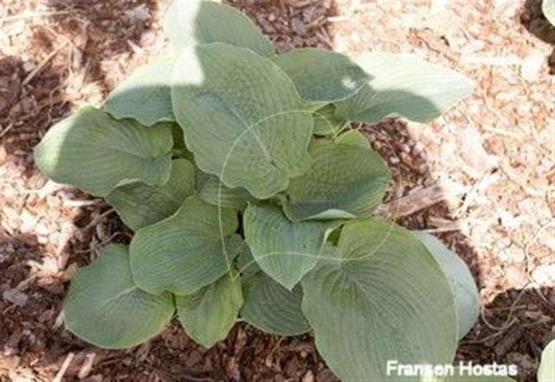 Hosta Placemat