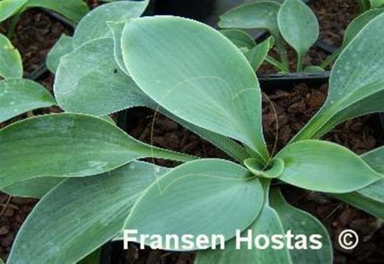 Hosta Planet X