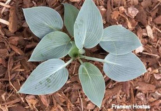 Hosta Powderpuff