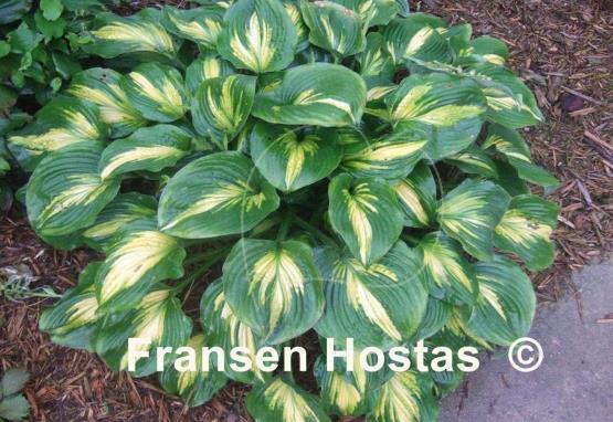 Hosta Prestige and Promise