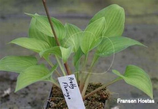 Hosta Pretty Flamingo