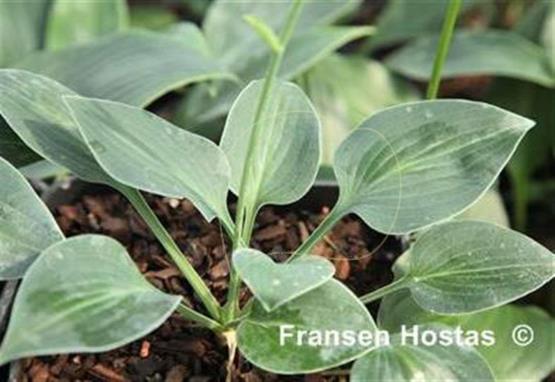 Hosta Purbeck Mist