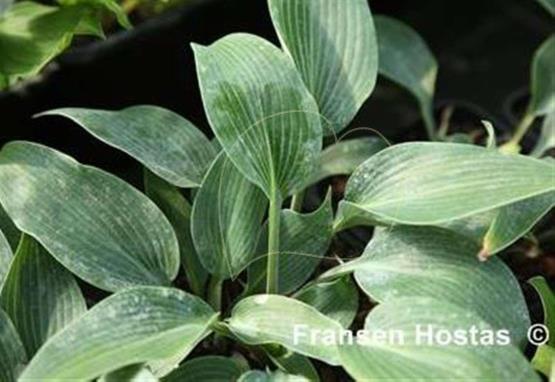 Hosta Purbeck Ridge