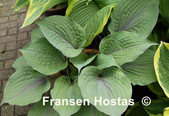 Hosta Purple Haze