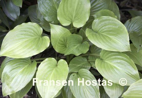 Hosta plantaginea 'Aphrodite'