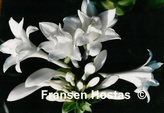 Hosta plantaginea 'Aphrodite'