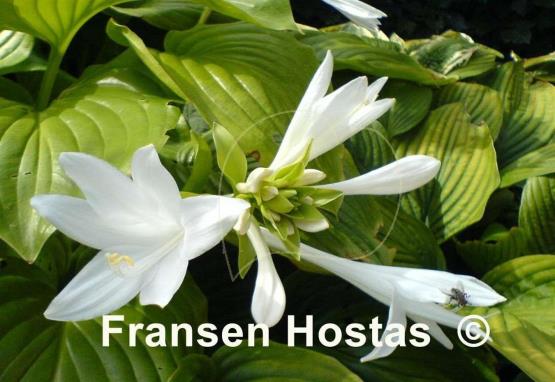 Hosta plantaginea
