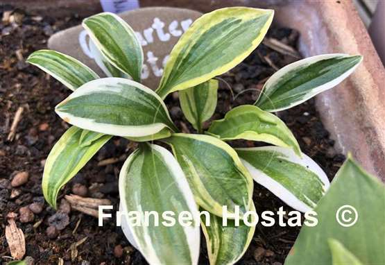 Hosta Quarter Note