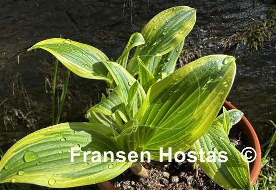 Hosta Quarter Note