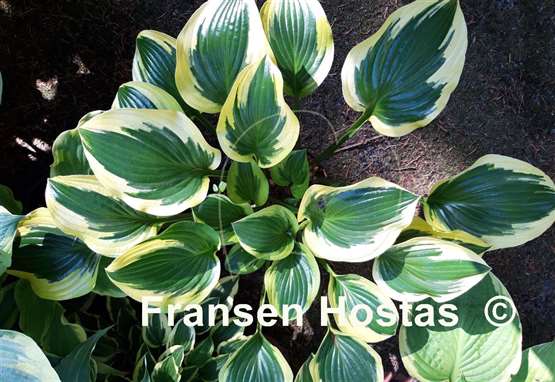 Hosta Queen Josephine
