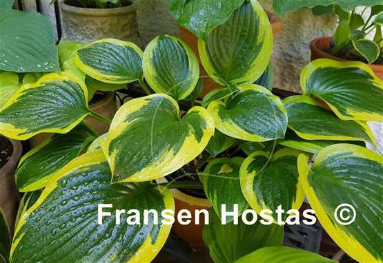 Hosta Queen Josephine