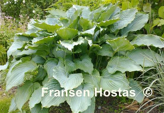Hosta Queen of the Seas