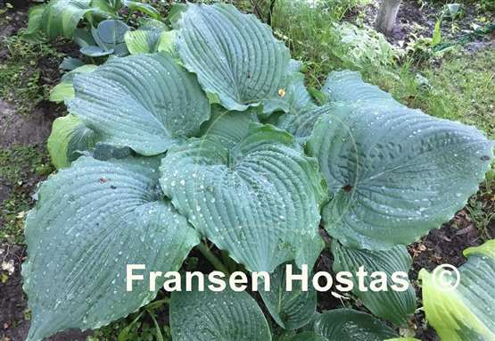 Hosta Queen of the Seas