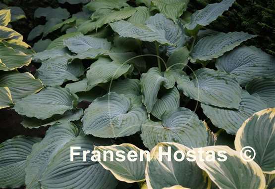 Hosta Queen of the Seas