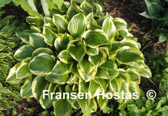 Hosta Queen Josephine