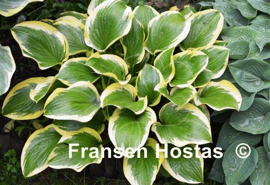 Hosta Queen Josephine