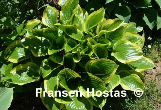 Hosta Queen Josephine