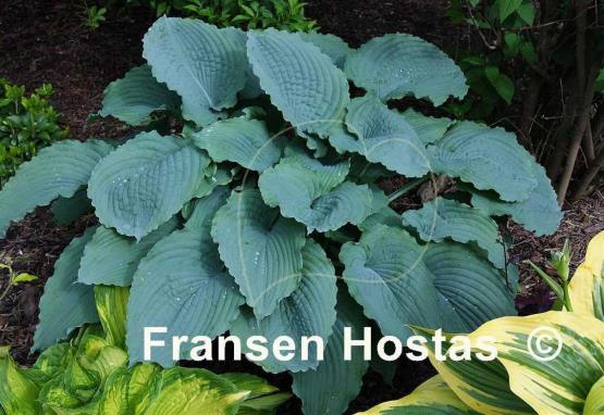 Hosta Queen of the Seas