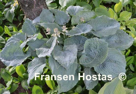 Hosta Queen of the Seas