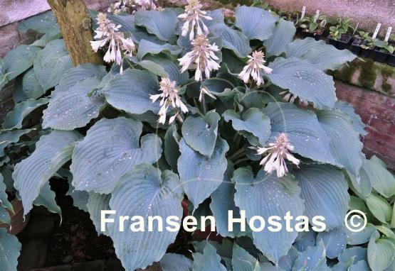 Hosta Queen of the Seas