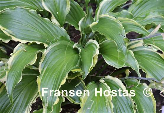 Hosta Quicksand