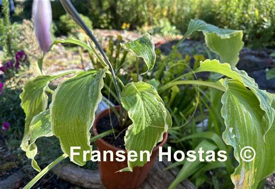 Hosta Quicksand