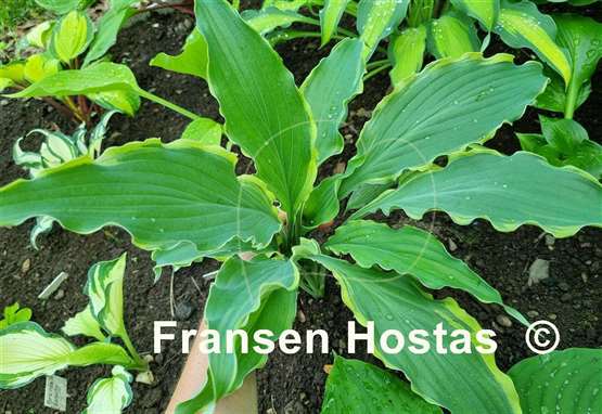 Hosta Quicksand