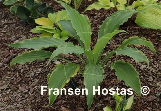 Hosta Quicksand