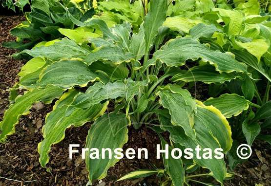 Hosta Quicksand
