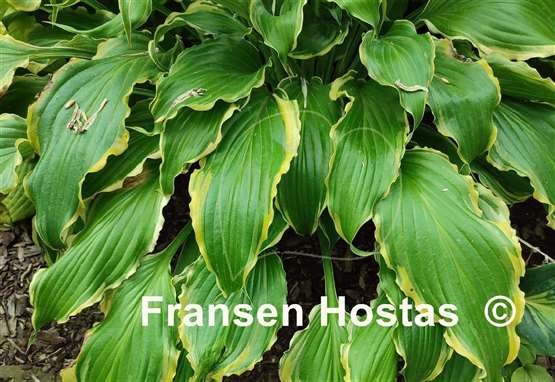 Hosta Quicksand