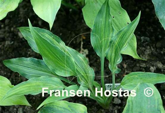 Hosta Quiet Life
