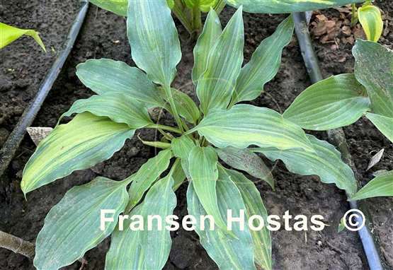 Hosta Quiet Life