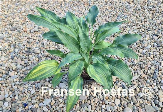 Hosta Quiet Life