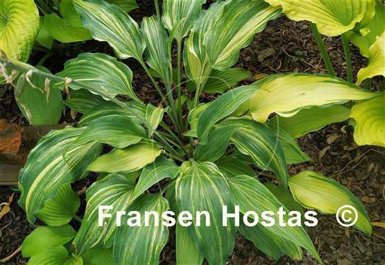 Hosta Quiet Life