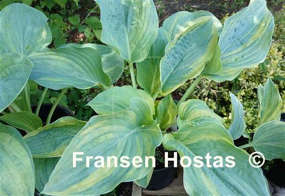 Hosta Quiet Wyatt