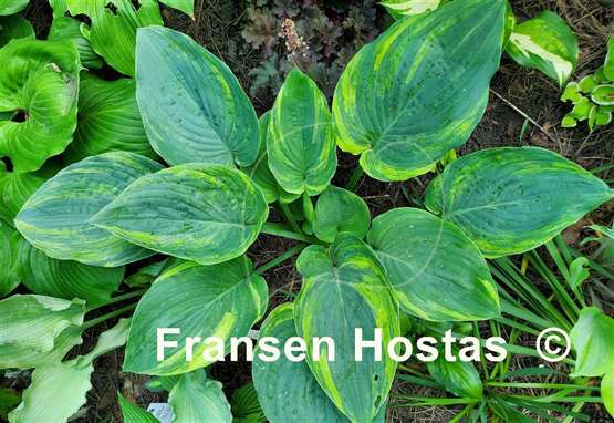 Hosta Quiet Wyatt