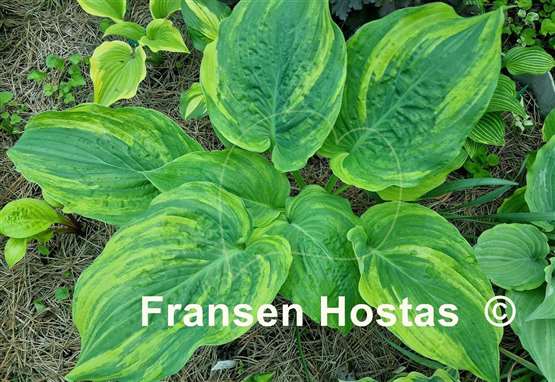 Hosta Quiet Wyatt