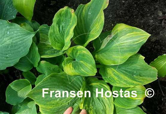 Hosta Quiet Wyatt
