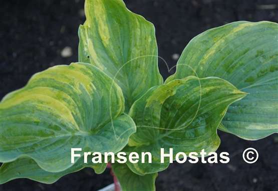 Hosta Quiet Wyatt