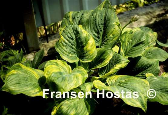 Hosta Quiet Wyatt