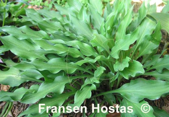 Hosta Quill