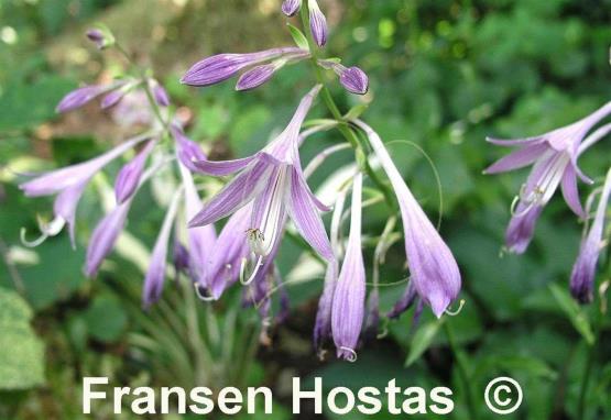 Hosta Quill