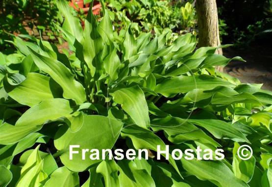 Hosta Quill