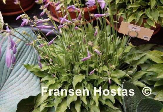 Hosta Quill