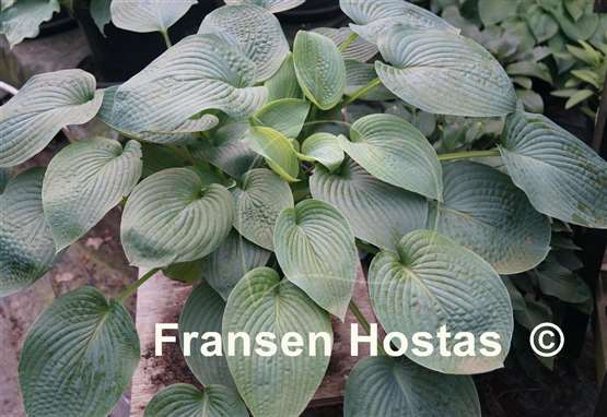 Hosta Quilted Hearts