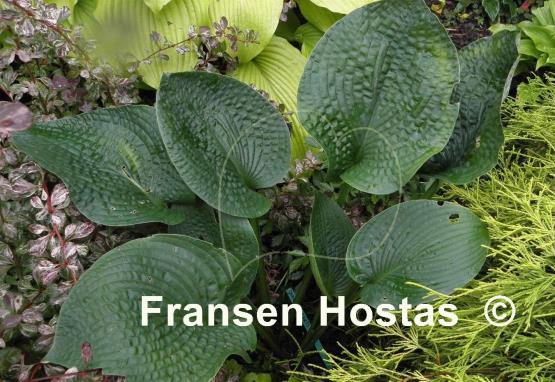 Hosta Quilted Hearts