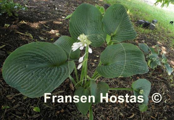 Hosta Quilted Hearts