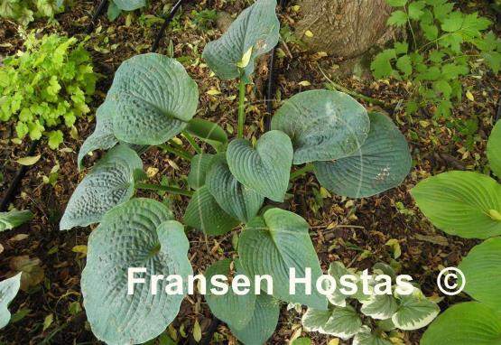 Hosta Quilted Hearts