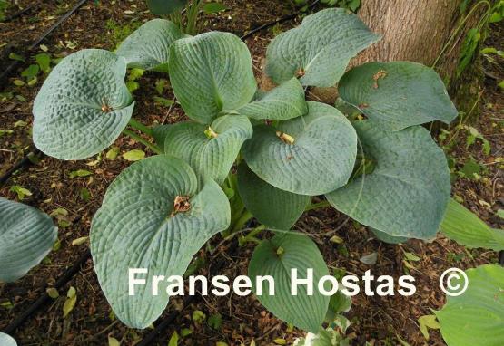 Hosta Quilted Hearts